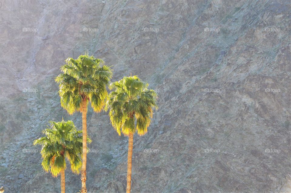 Palms in the Desert Mountains