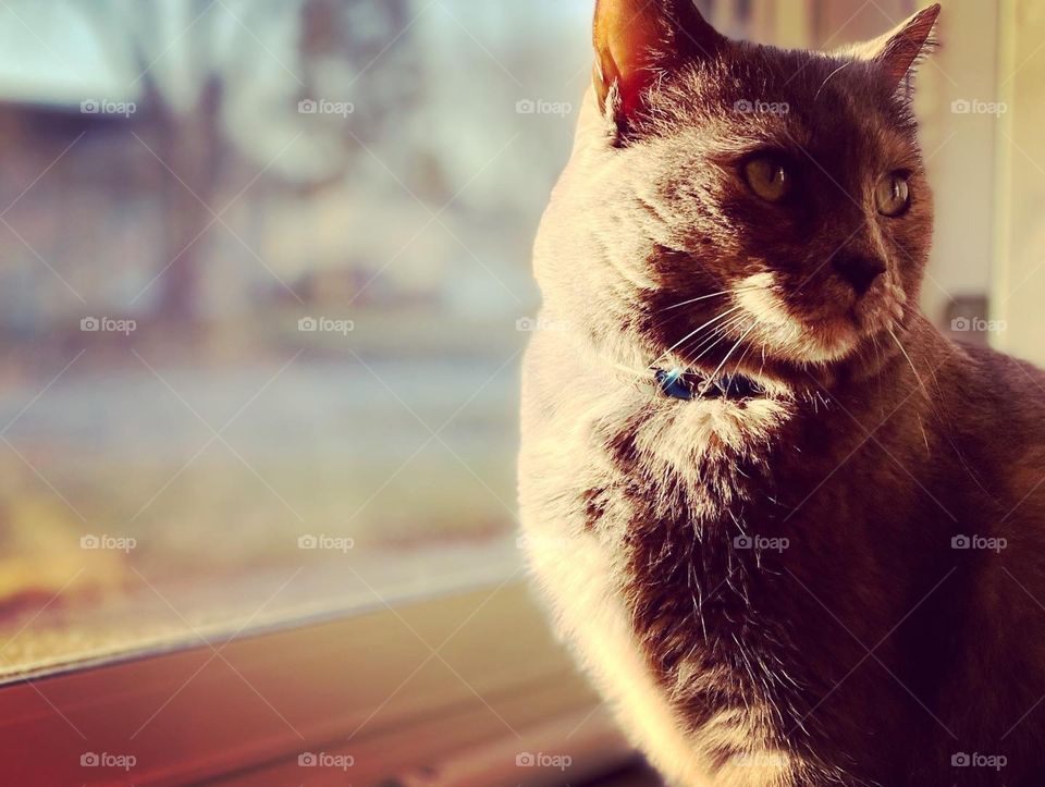 Kitty loves to sun herself, but mom is awfully distracting with that camera! 