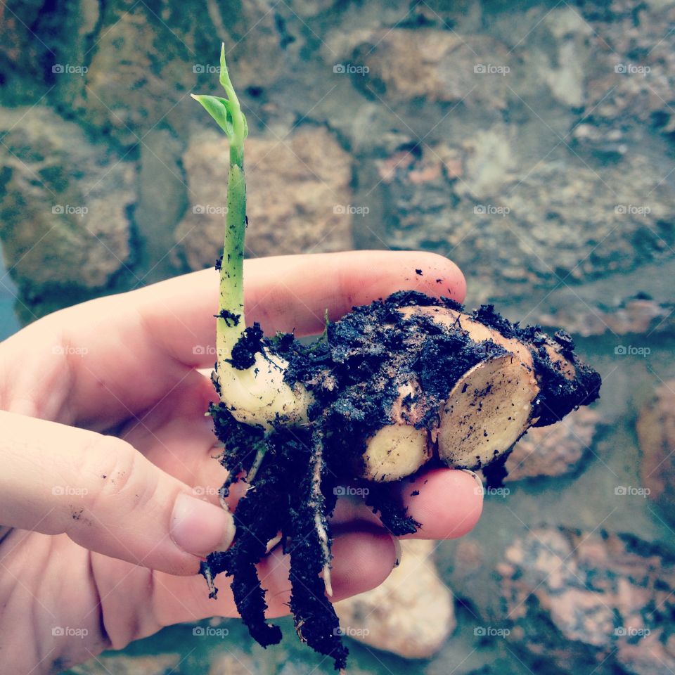 Ginger root sprout. Sprouted some ginger root from the grocery store with just potting soil mix.