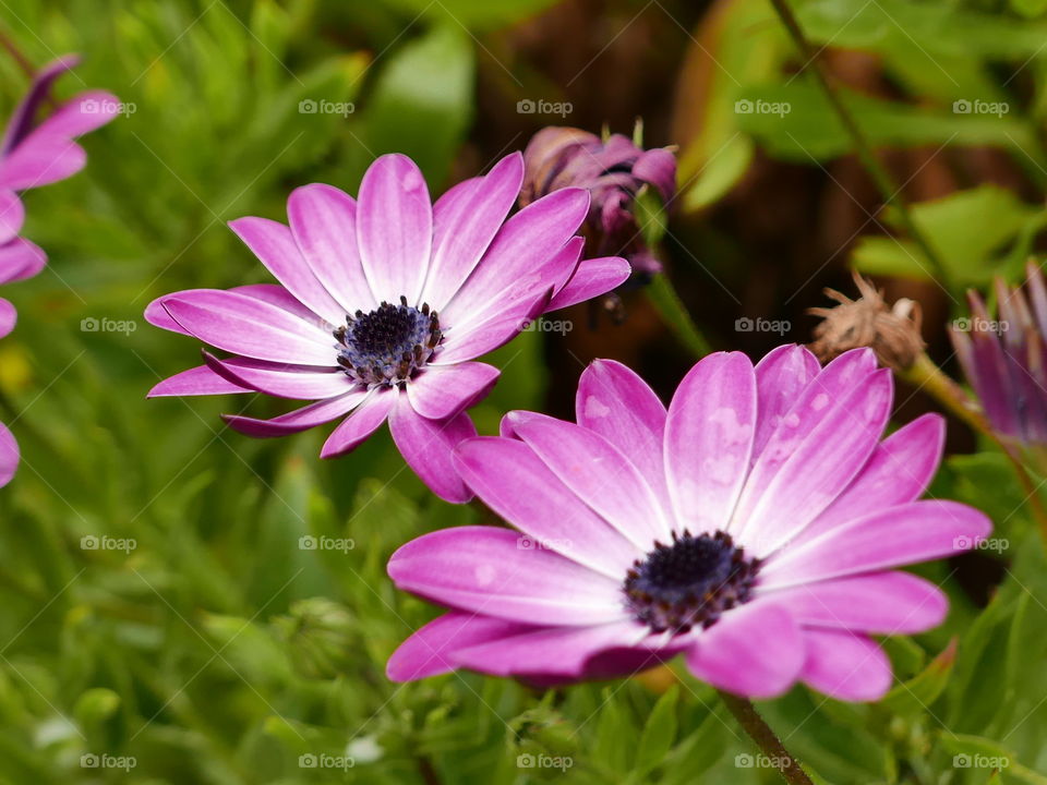 pareja de flores