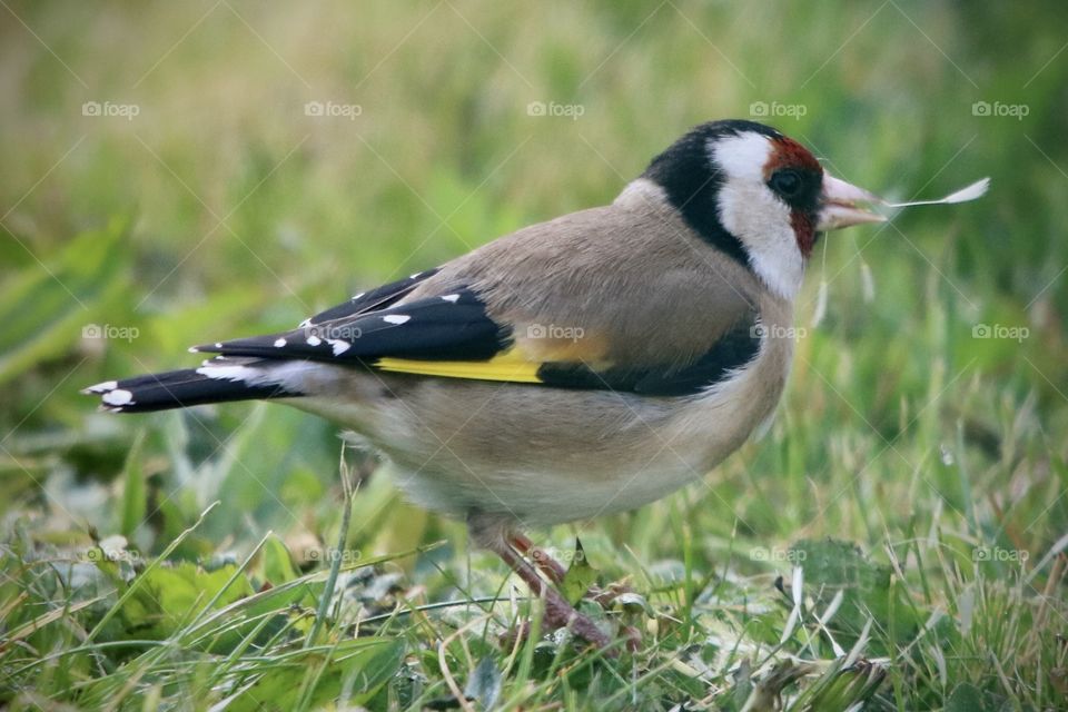 goldfinch