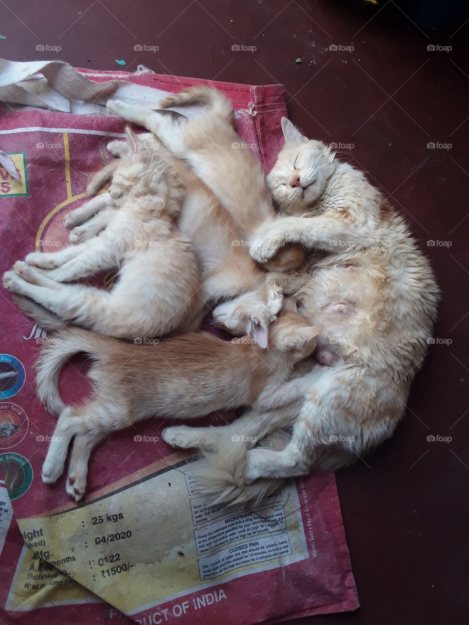 sleeping cat and kittens