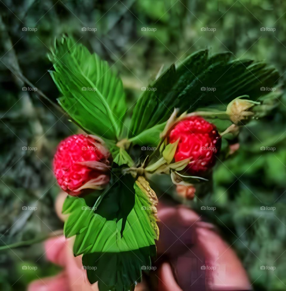 Dulcele pământului.