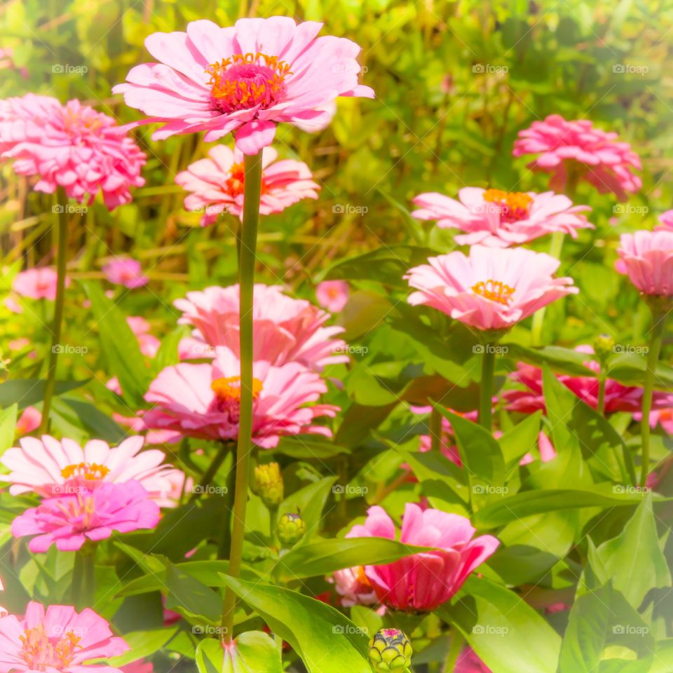 Dahlias & Zinnias. Planted on a mountainside in North Carolina~ August 2015