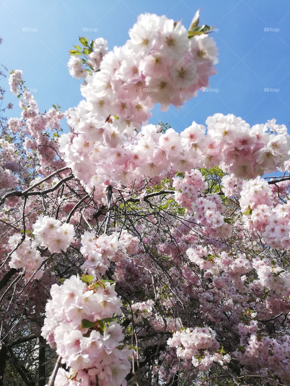 Wonderful cherry blossom in Sweden