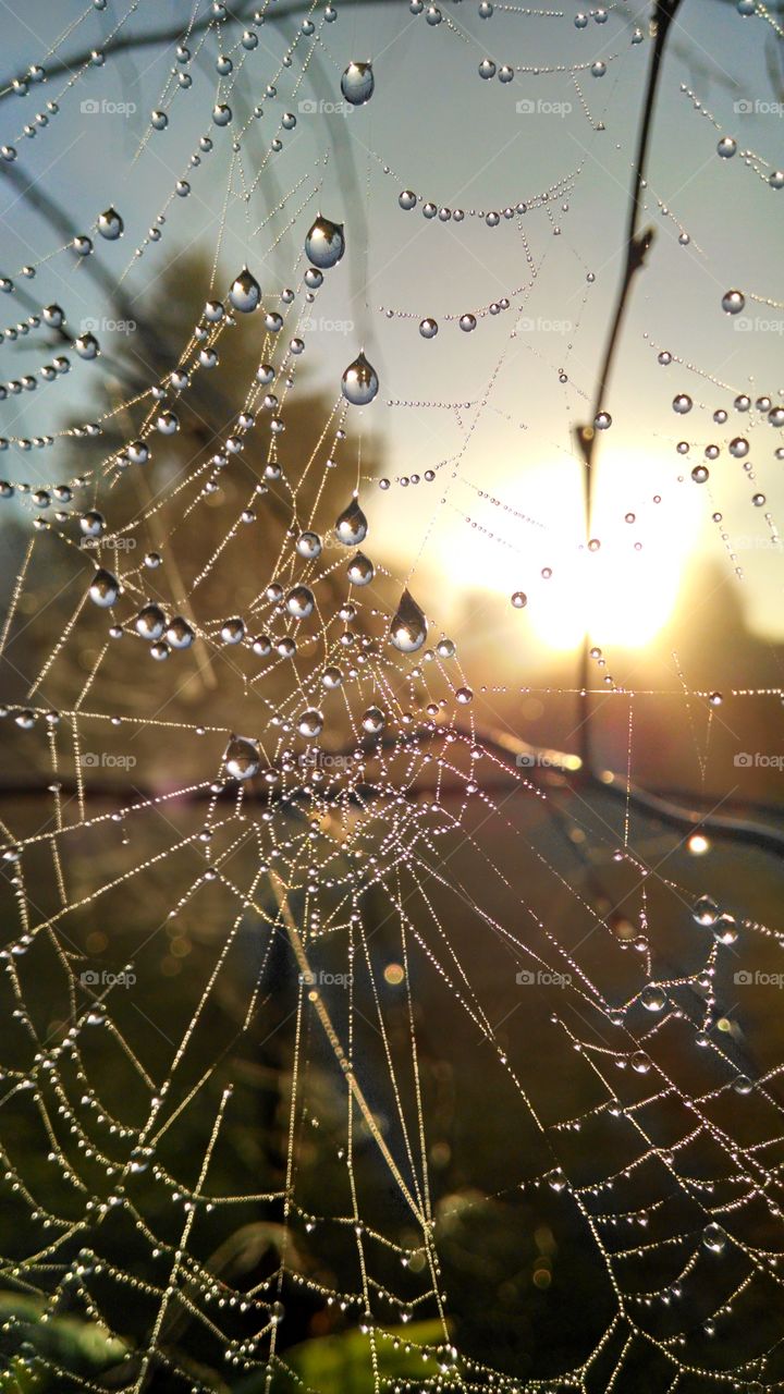 spider web + dew