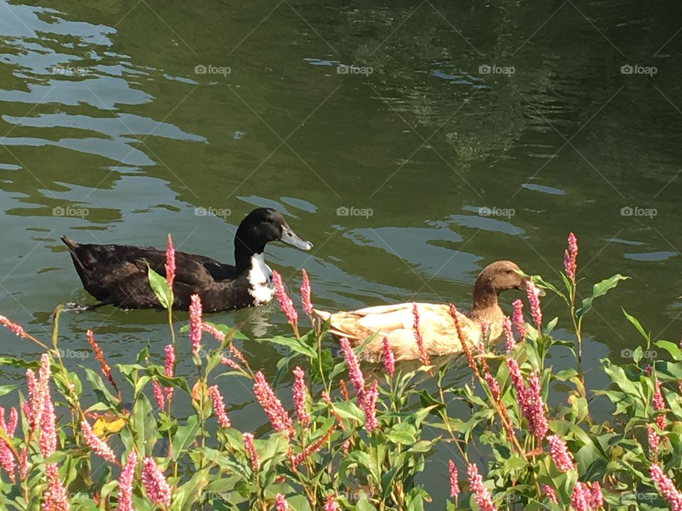 Family of ducks at the seashore in Oakland Nature Reserve. Summer is a great time to see all the water animals and duck families by the seashore with their little ones 