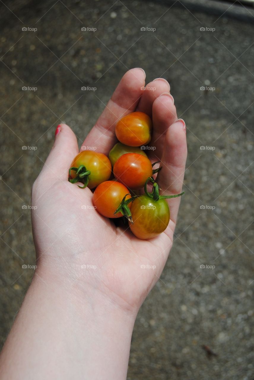 Fresh tomatoes