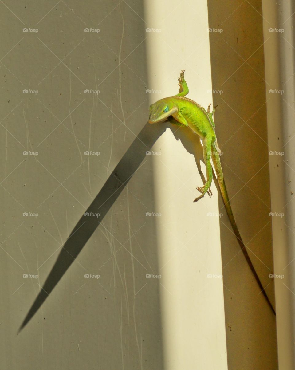 Anole shadows