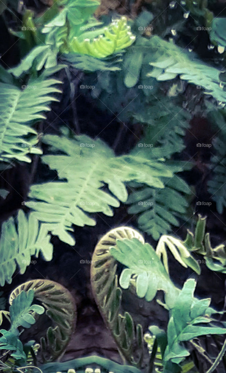 plant growth on tree trunk