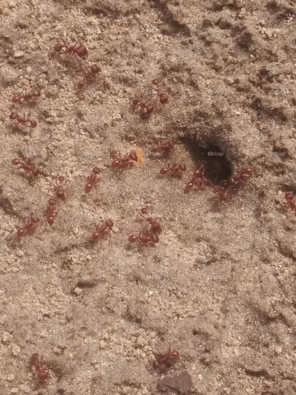 Ant frenzy