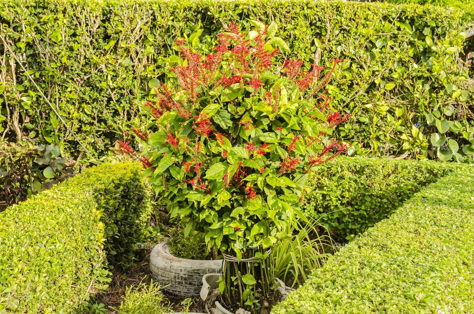 Garden With Lantana Camara Hedging