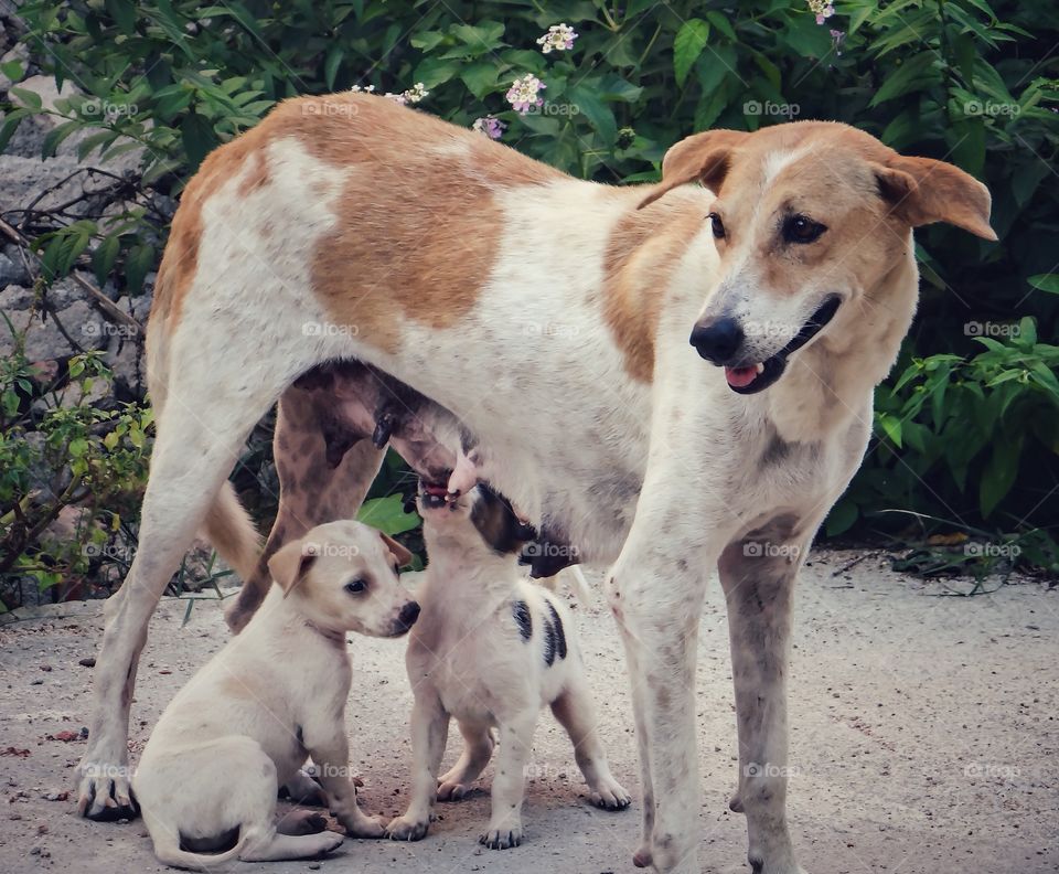Mother. A dog feeding its puppies