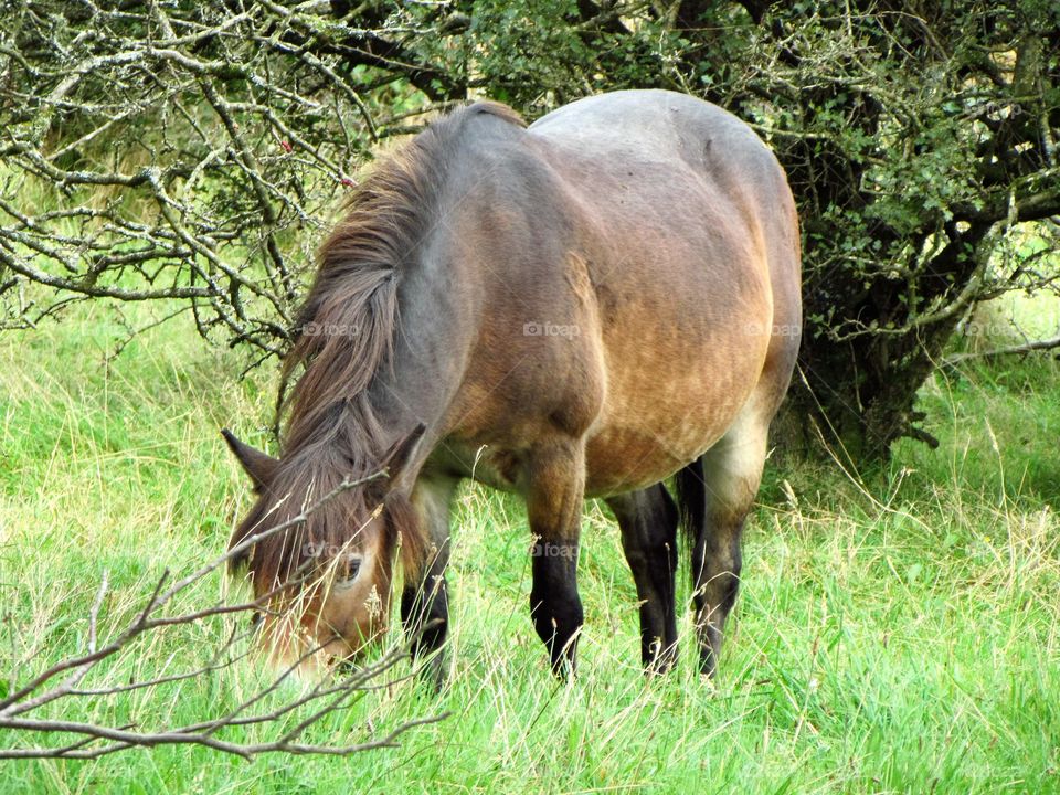 Exmoor pony