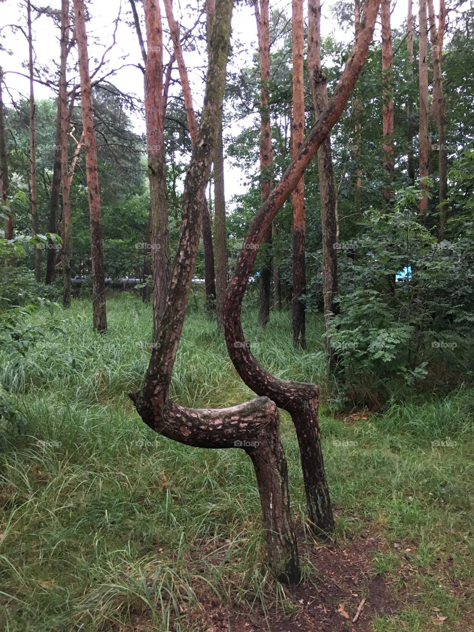 Nowe Czarnowo - Crooked trees - Poland