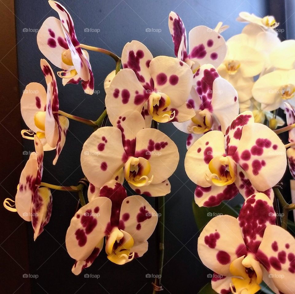 orchids