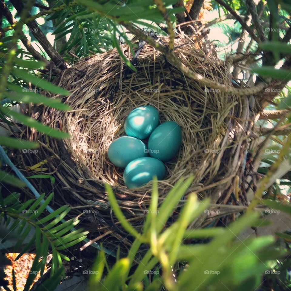 This is going to be a very full Robin's nest!