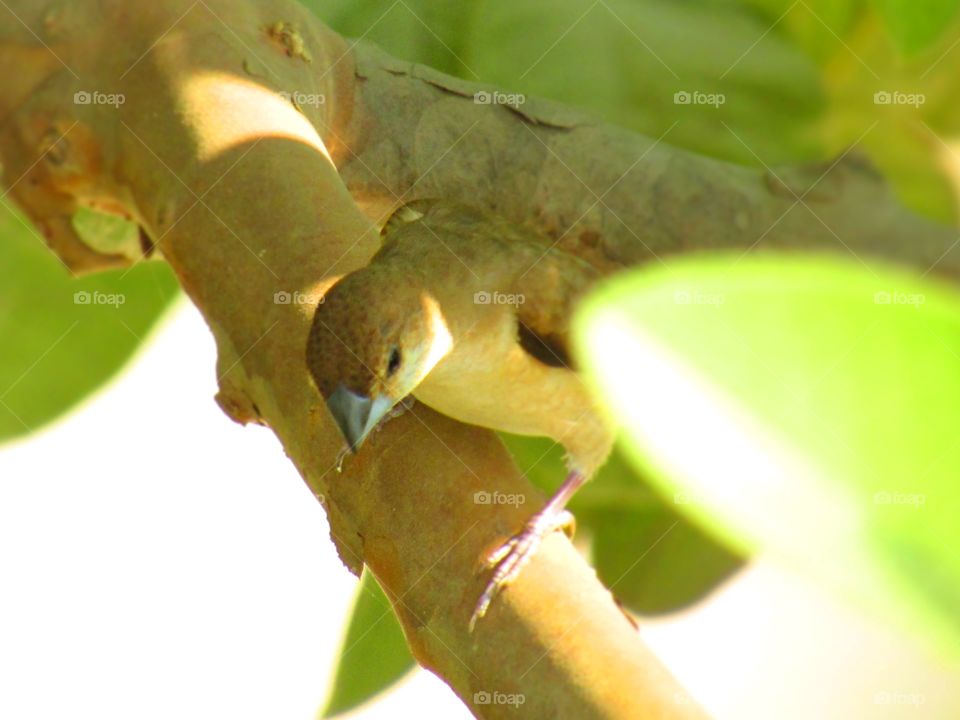 Beautiful house sparrow (Passer domesticus) is a bird of the sparrow family Passeridae, found in most parts of the world.