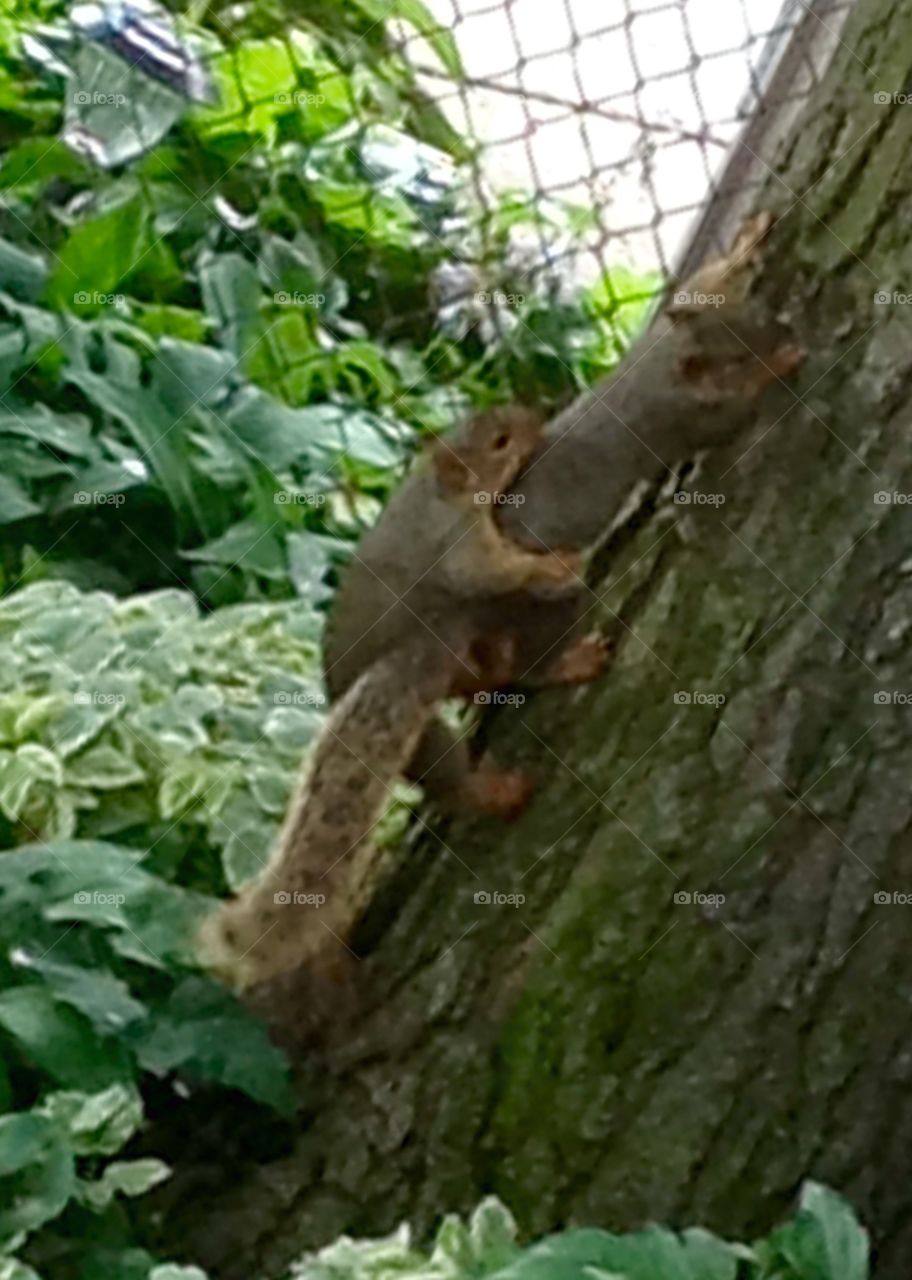 Squirrels in love
