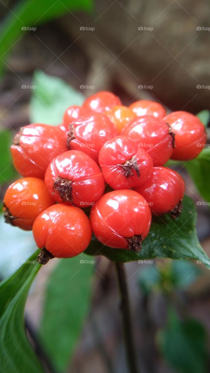 This plant bears fruit and is red but should not be eaten just for decoration