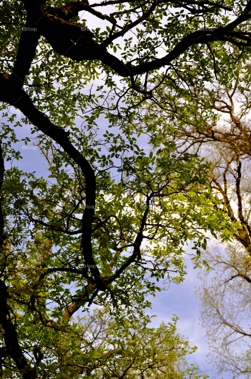 sky tree by refocusphoto