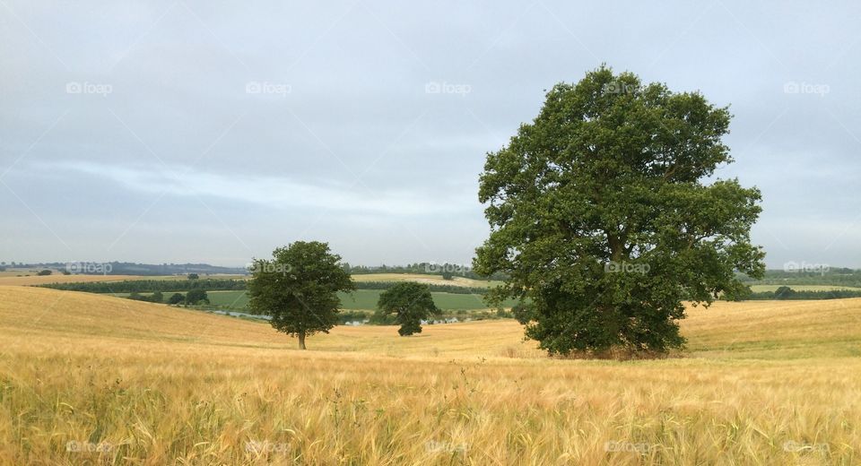 Landscape Essex U.K. Local landscape 