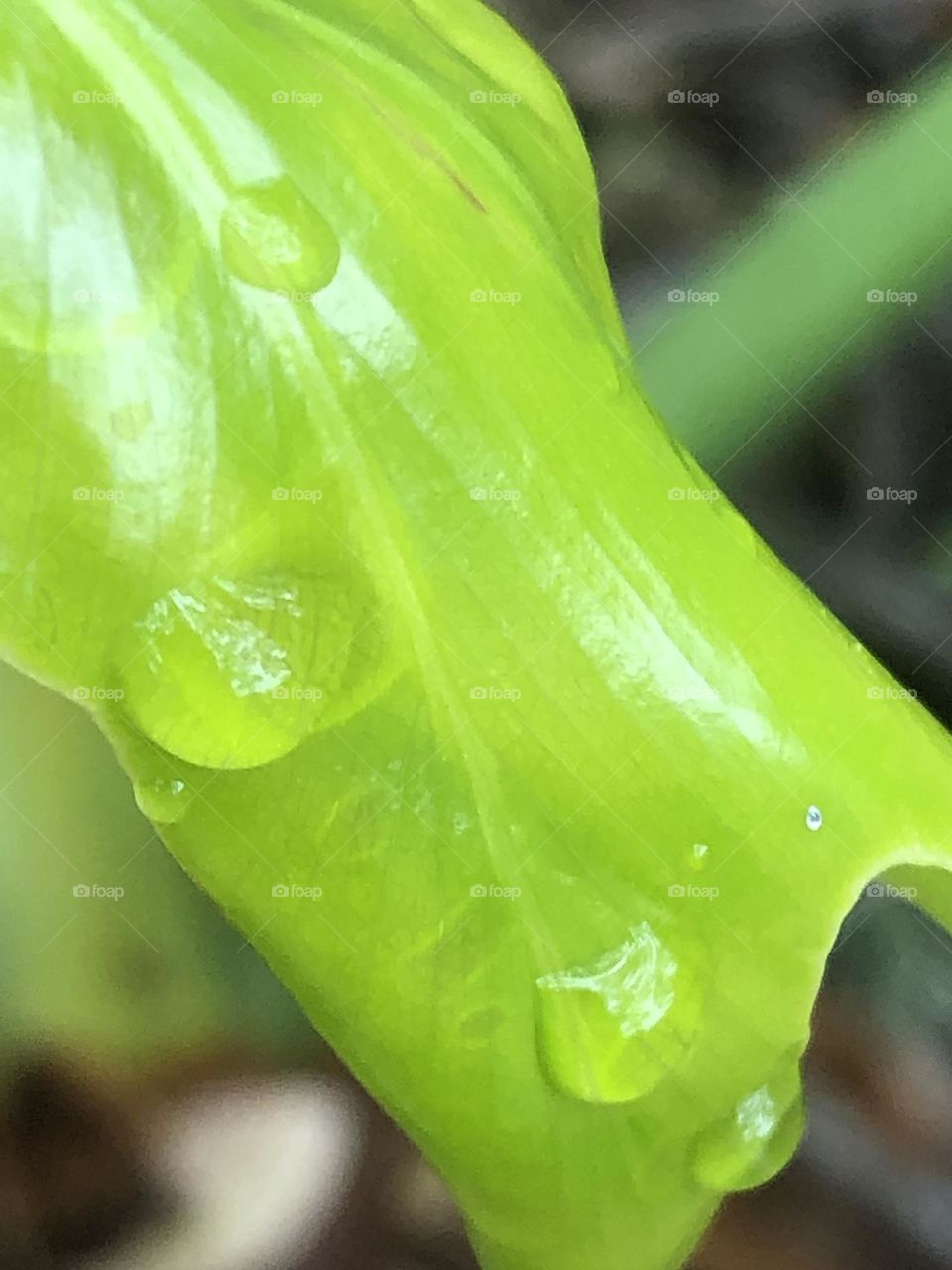 A new leaf blooms from my porch, soaking up the morning dew. Spring is near!!