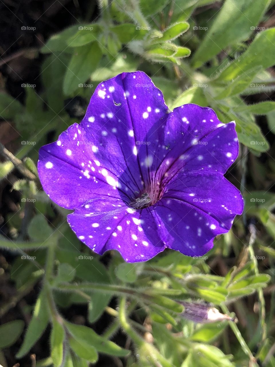 Spotted flower