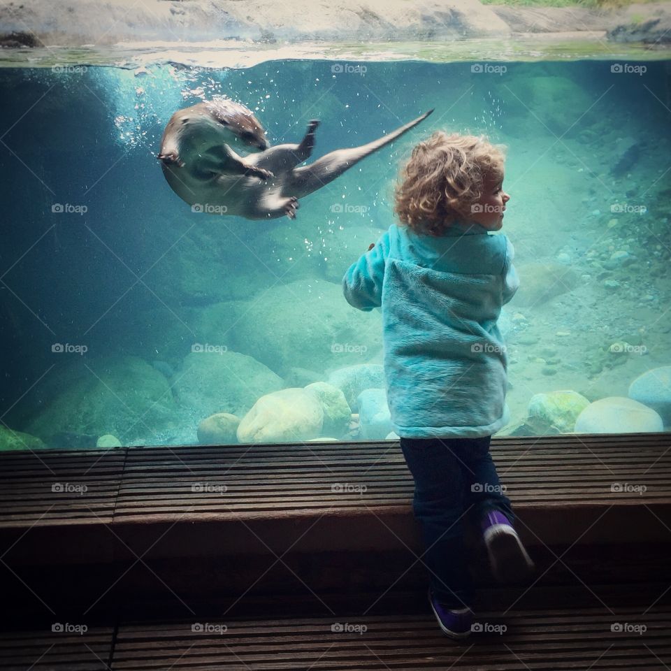 Otter and Toddler. A young girl in front of an otter tank at a zoo
