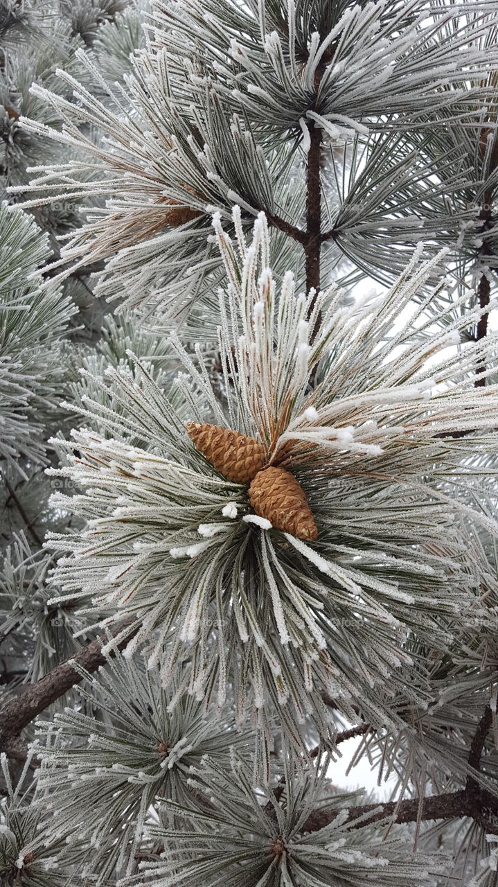 Winter, Tree, Christmas, Pine, Needle