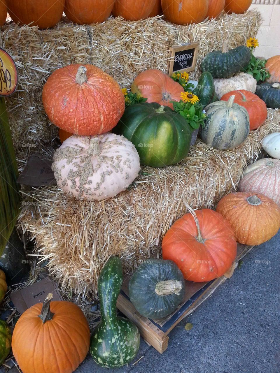 array of pumpkins