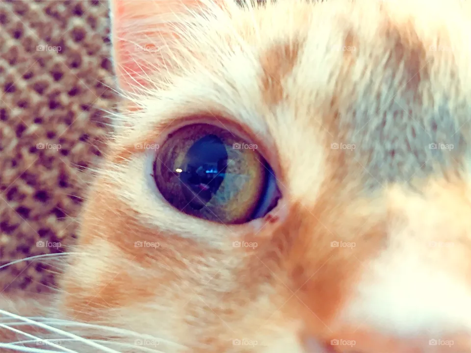 Cat eye