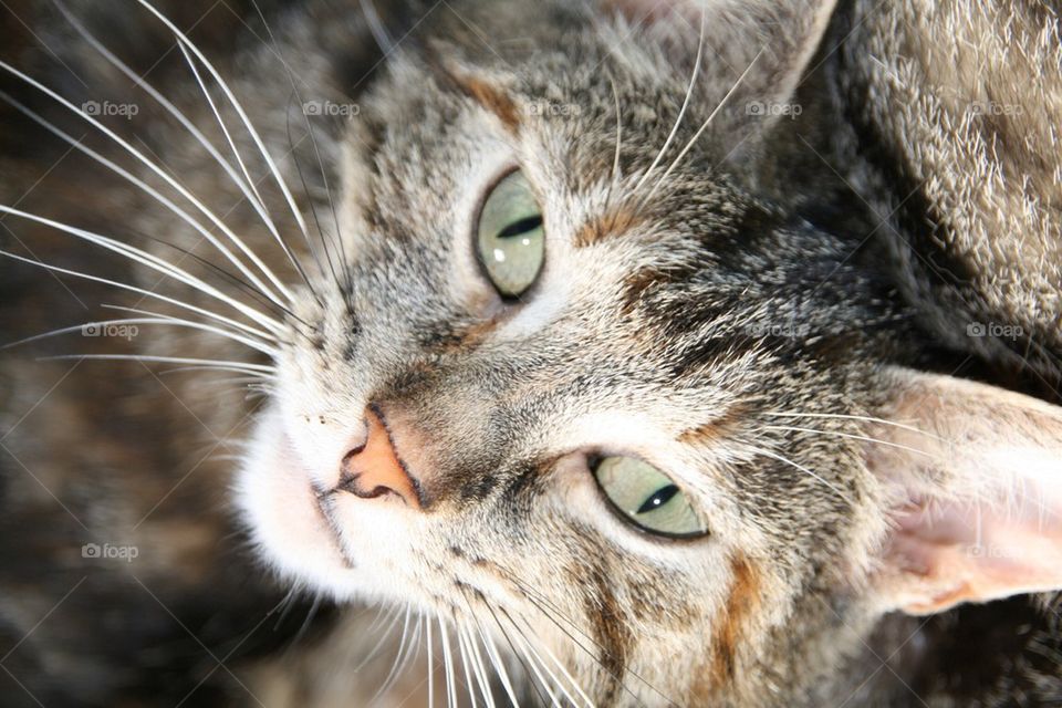 Momma cat looking up