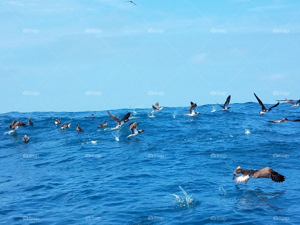 ocean blue Sea birds