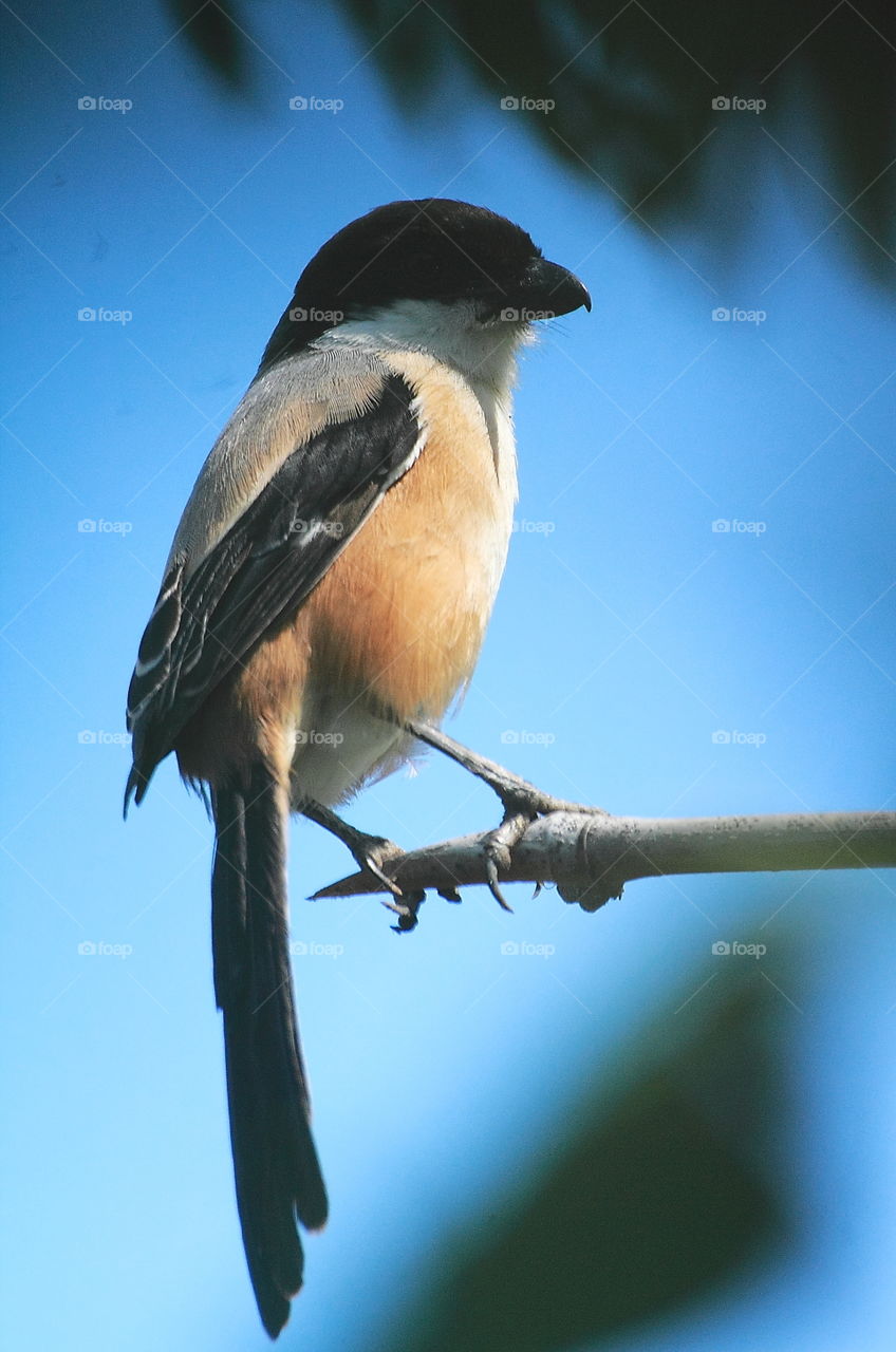 Long tailed - shrike. Medium size bird at the garden. Brown - white throat and black cap are that's easynfor identify the bird on the field. As look what's the name of its in English, the bird's tail is long for black.