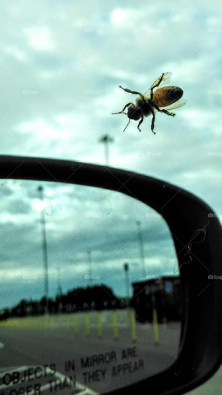 bee on a windshield