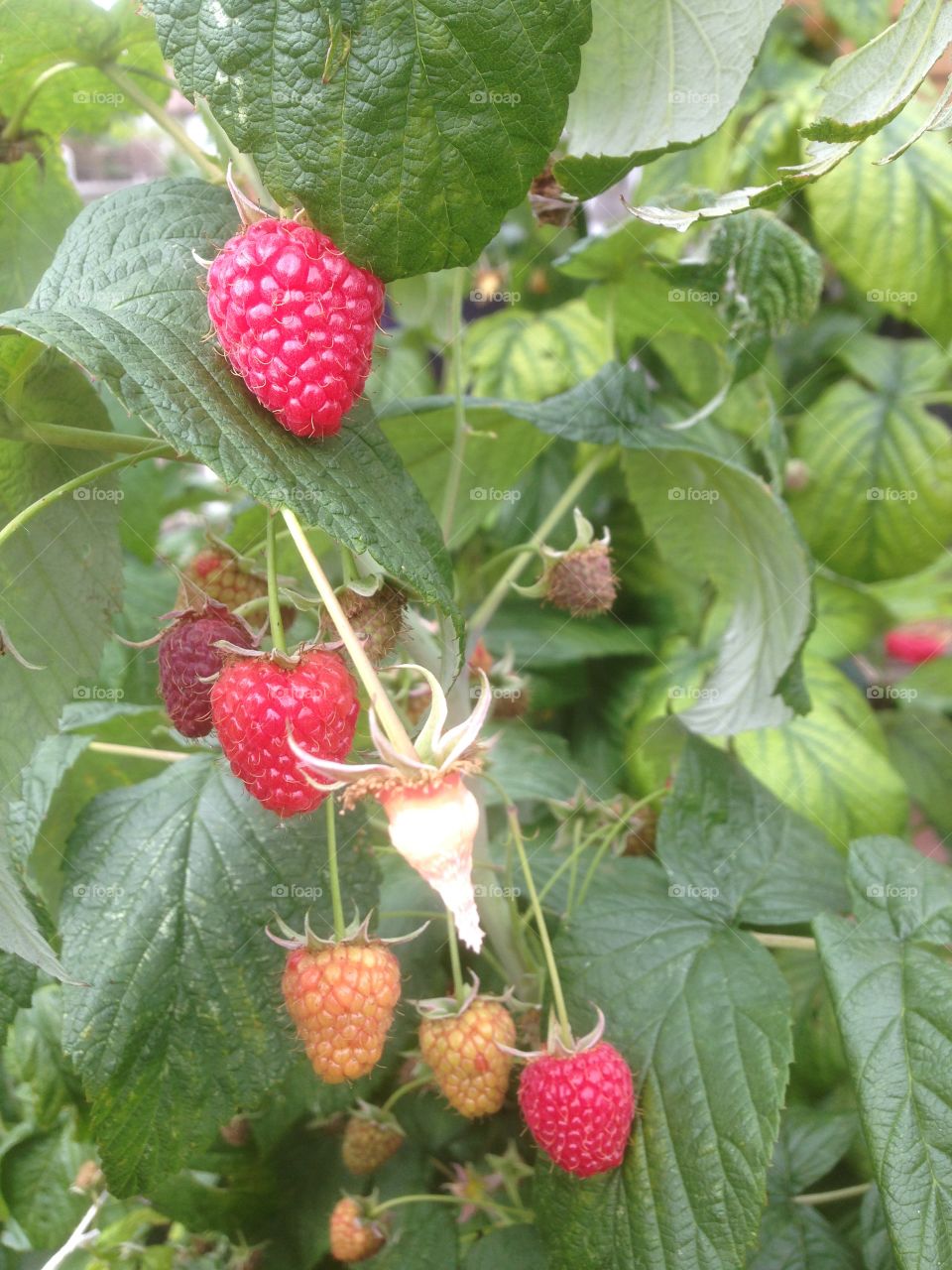 Raspberry  growing