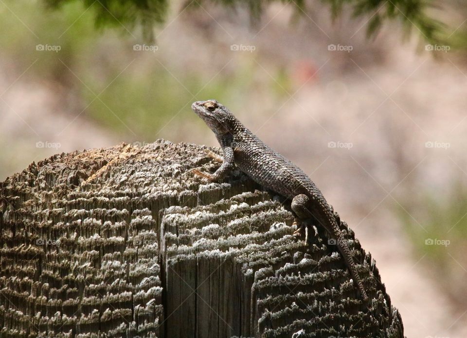 Lizard on a Post
