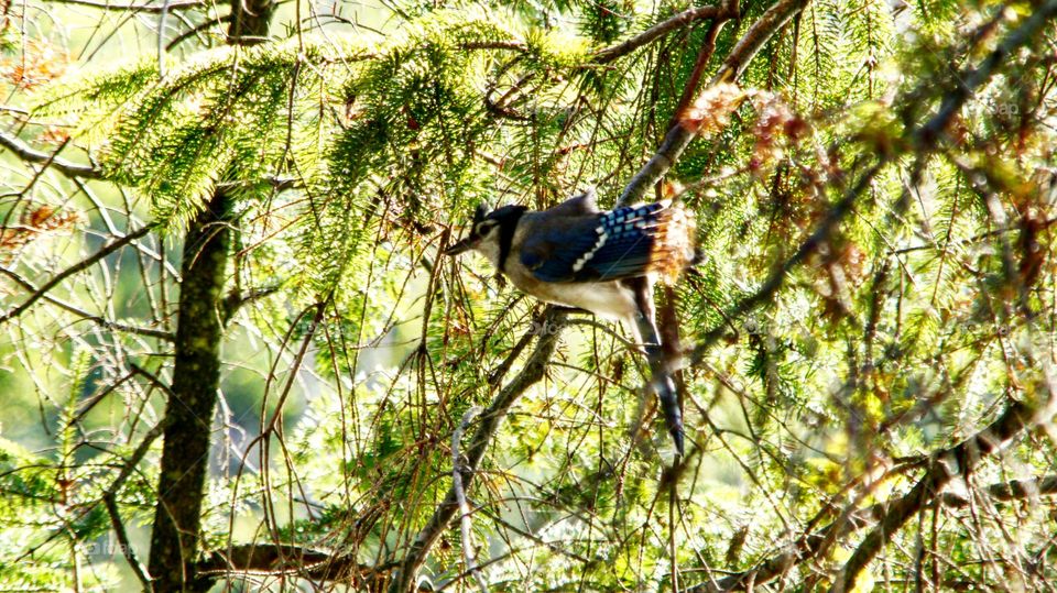 Blue Jay bird in an evergreen tree sitting on a branch in the summer shaded but bright sunny glow