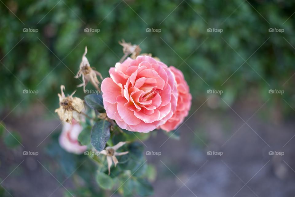 Single pink rose