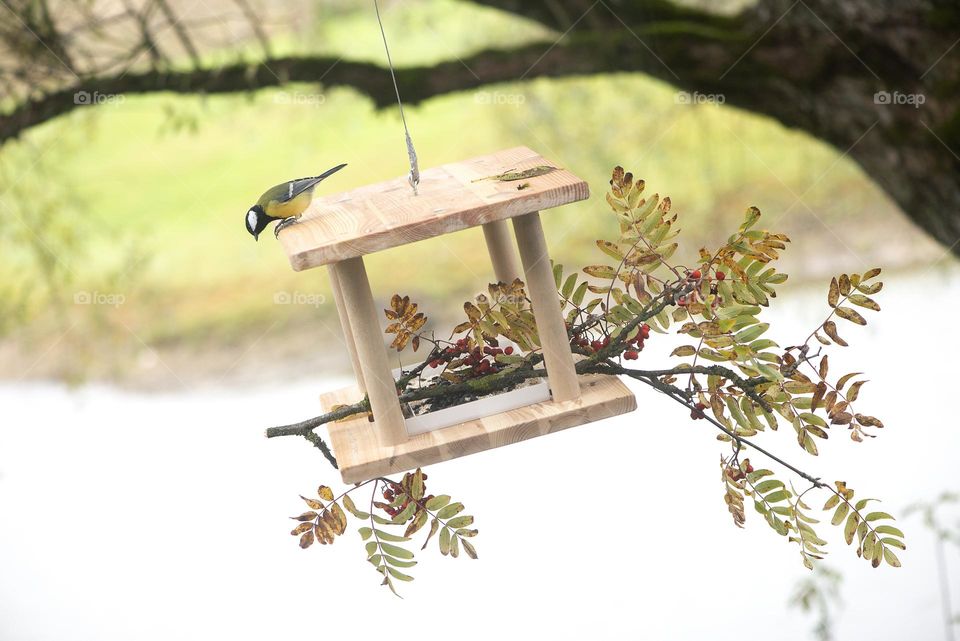 Tit bird on a feeder