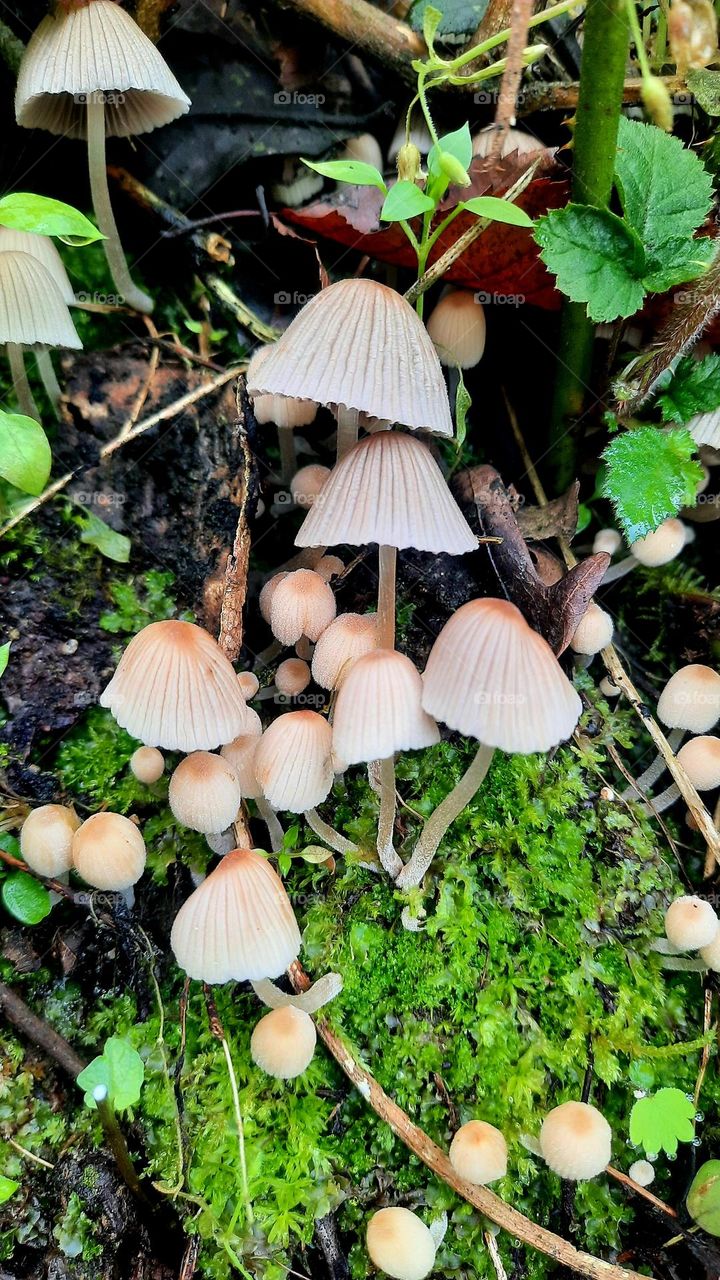 Mushrooms grown in spring