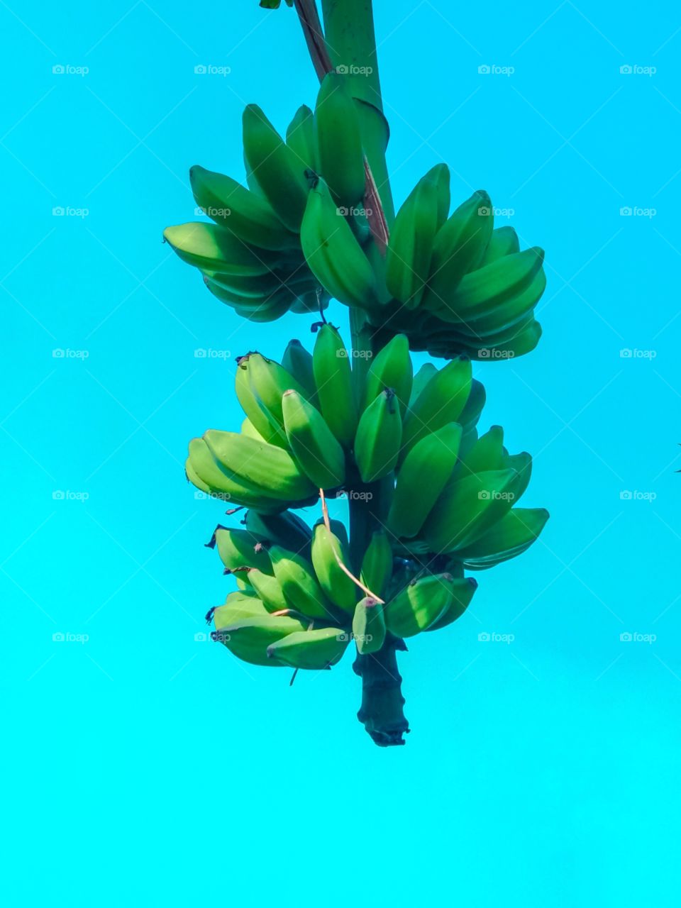 Fresh Green banana