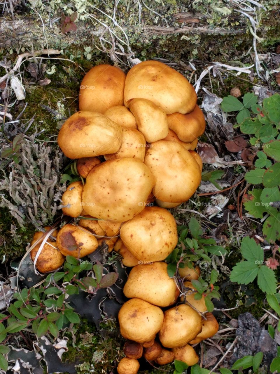 clump of mushrooms