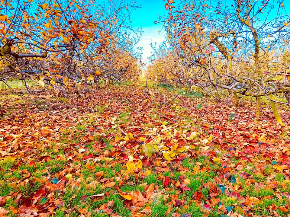 Apple orchard in late autumn