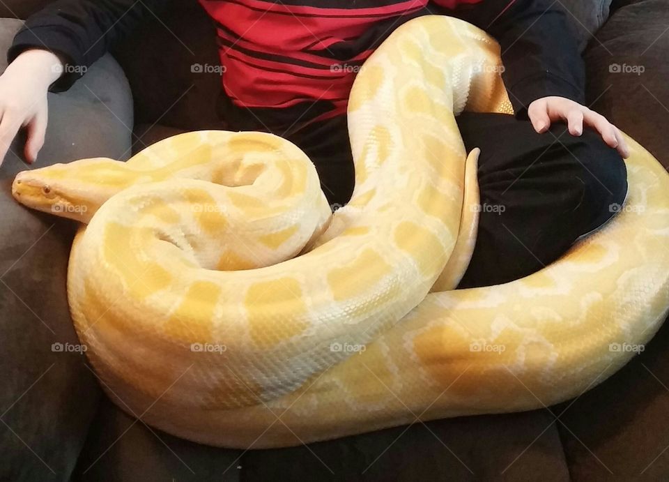 albino. just a photo shoot with a big python