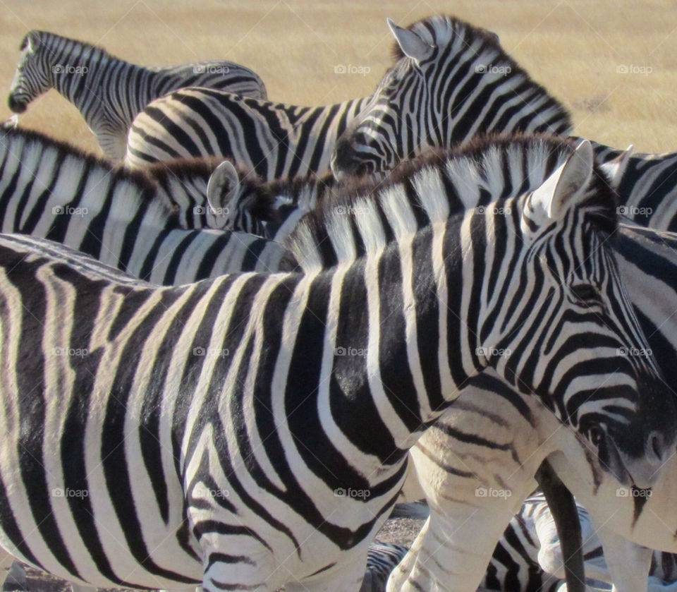 Zebra... Zebra... Zebra