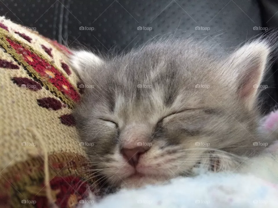 Baby kitty