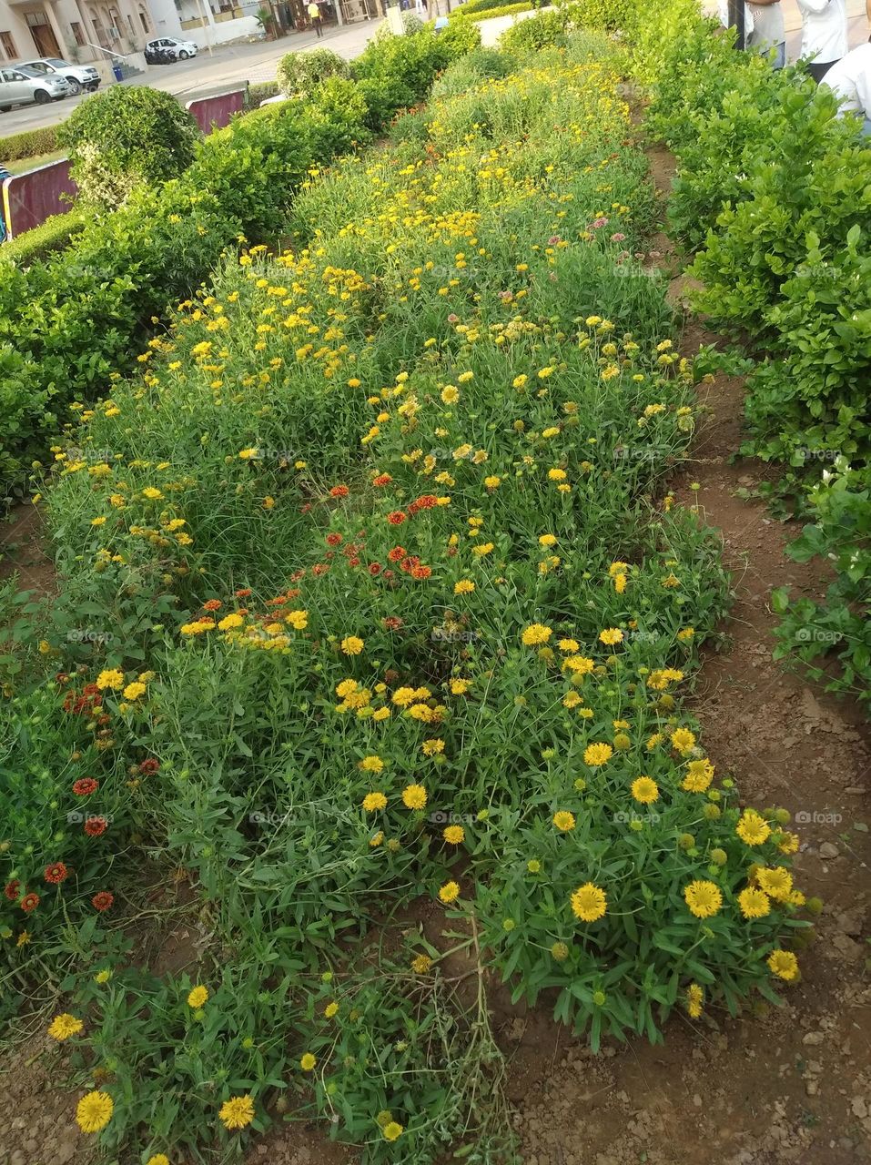 marigold yellow flower seasonal fresh shurb small size looks very beautiful generally found everywhere