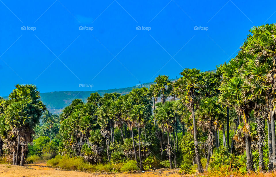 Wild Empty Tropical beach. Blue sky Yellow sand Sunlight reflections. Holiday destination scene. Travel vacation concept.